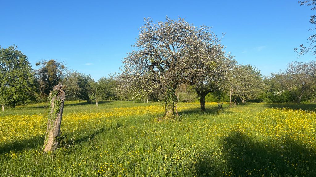 Streuobstwiese_Doehler
